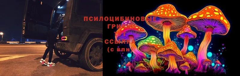 Псилоцибиновые грибы Cubensis  Кингисепп 